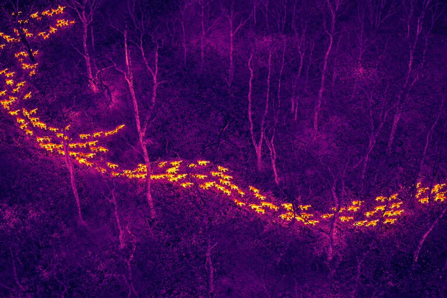 3 SMALLER 3 Wildlife monitoring Thermal GeoHawk Inspiring Sky